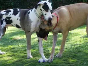 Two Great Danes nuzzling each other on the lawn