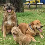 Three dogs of different sizes gathered in a grassy park