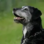 Old Dog