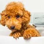 doggy bath time
