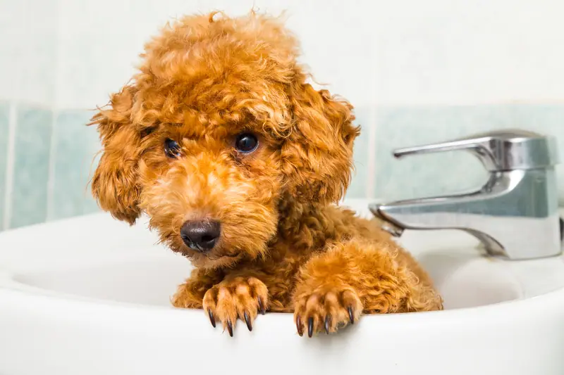 doggy bath time