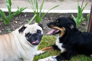 Dog Talk