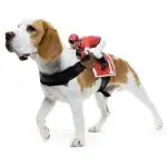 Dog-Horse-Racing-Halloween-Costume
