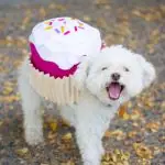 pupcake