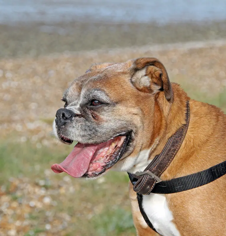 Close-up of a Bulldog panting with tongue out on a leash
