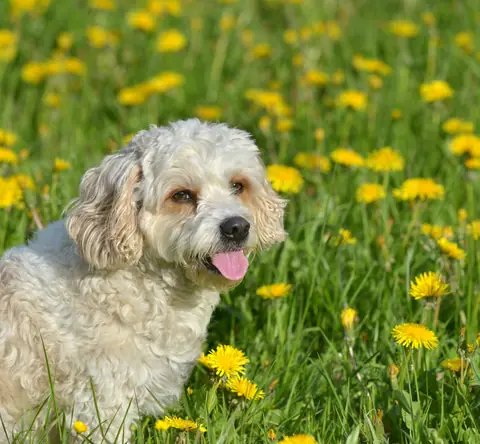 Fluffy white terrier mix sitting in a dandelion field