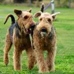 Two Airedale terriers standing together outdoors