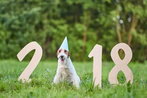Terrier puppy in a party hat beside wooden 2018 numbers