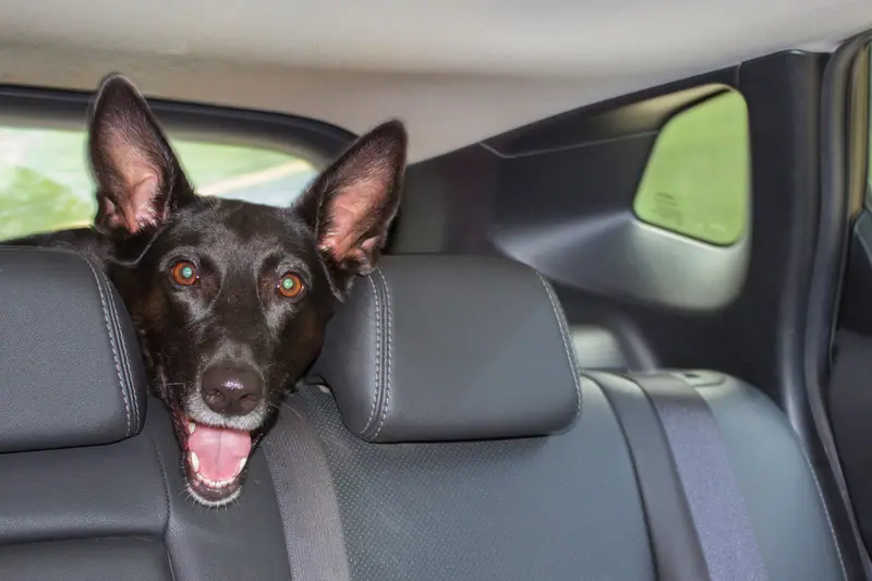 Black dog peeking over car back seat with mouth open