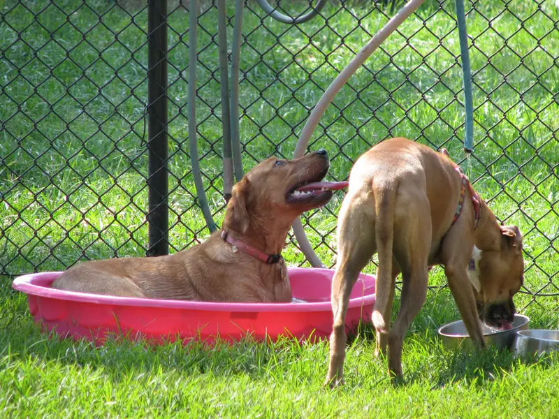 Dog lying in a pink kiddie pool near another dog drinking