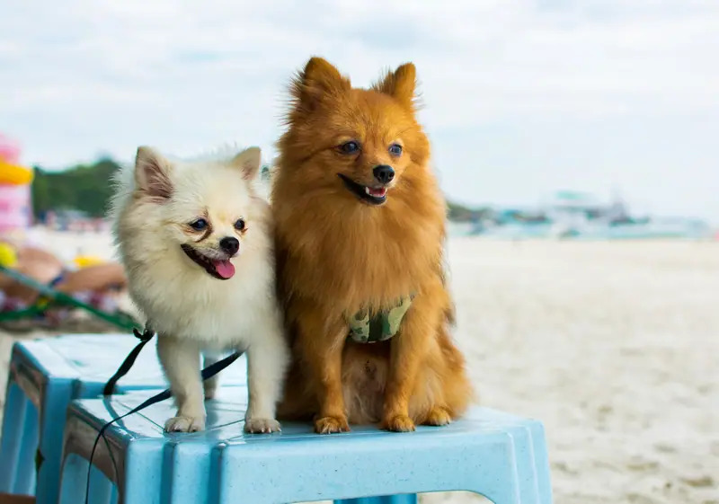 Two Pomeranians, cream and orange, sitting on a beach table