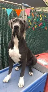 Great Dane sitting on a platform inside a kennel run