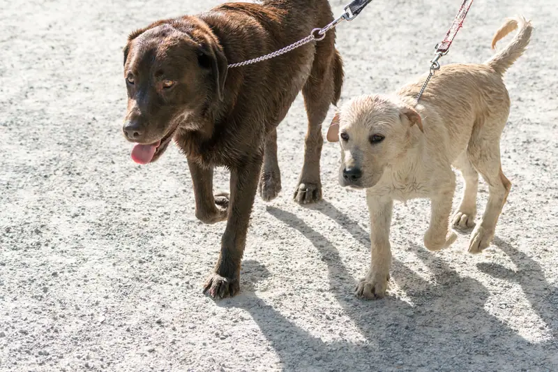Chocolate Labrador and a puppy walking together on leashes