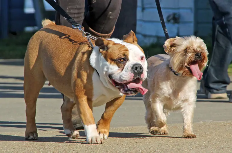 Bulldog and small terrier mix walking on leashes