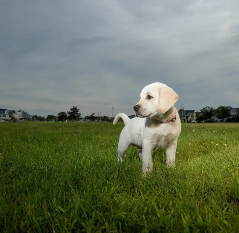 Yellow Labrador puppy standing alert in a grassy field