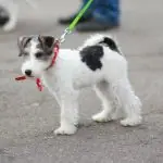 Small terrier puppy on a leash outdoors