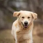Golden retriever running toward the camera outdoors