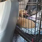 Puppy in a crate inside a vehicle
