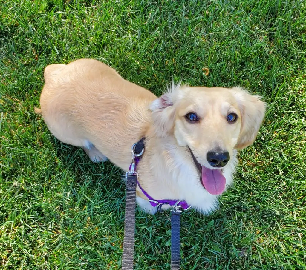 Tan dog on leash looking up at camera in grass