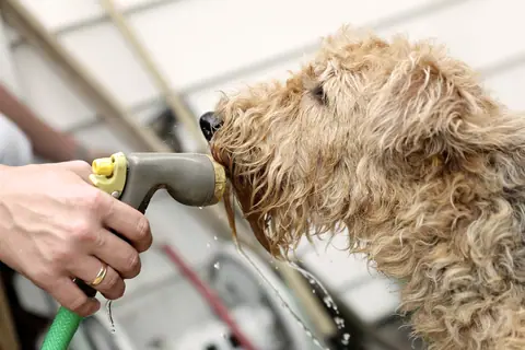 Curly-coated dog being rinsed with a hose during grooming