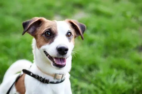 Jack Russell terrier wearing a collar, smiling outdoors