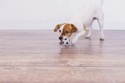 Puppy pouncing on a soccer ball on a wood floor