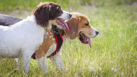 Two dogs playing together in tall grass, tongues out
