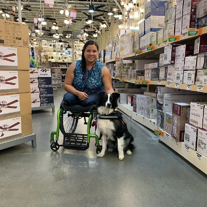 Dog training gallery image 54