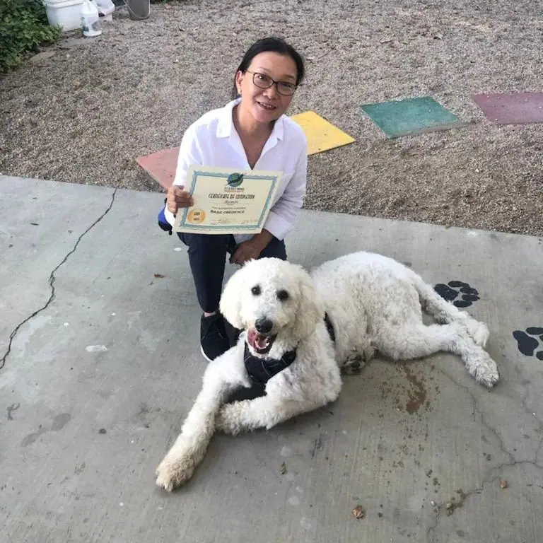Dog training gallery image 34