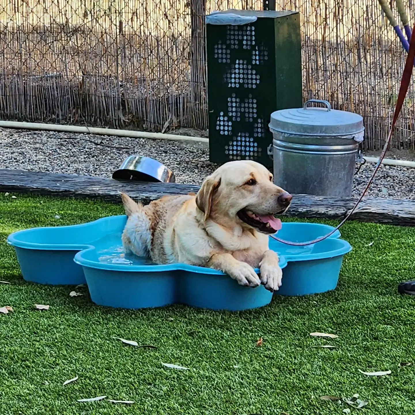 Recently trained dog 2