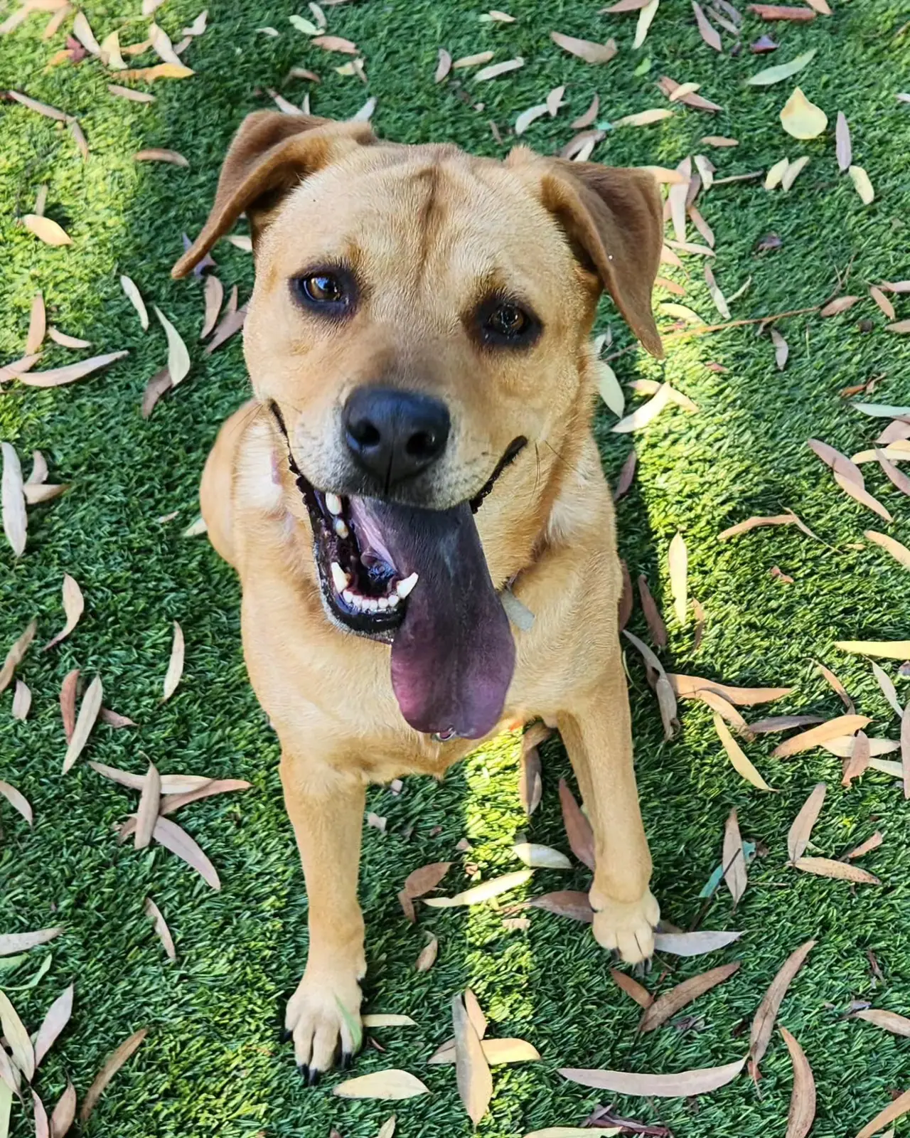 Recently trained dog 5