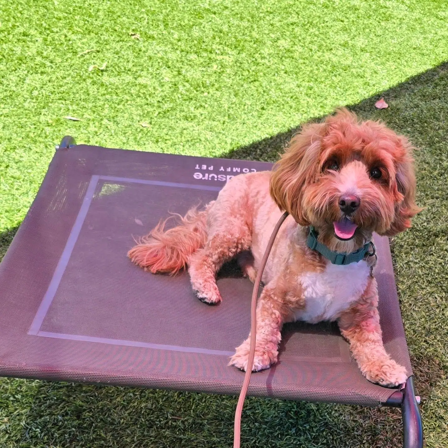 Recently trained dog 1