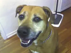 Happy client and trained dog
