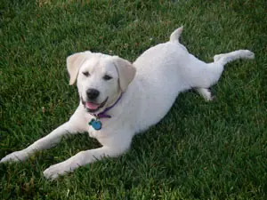 Happy client and trained dog
