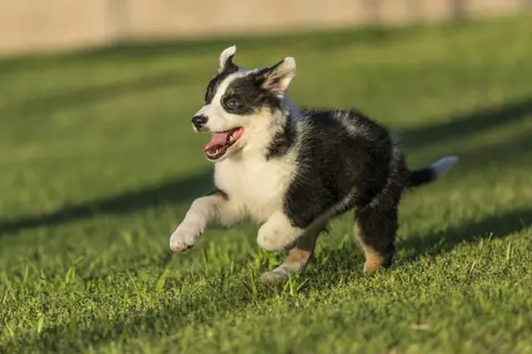 Dog training gallery image 35