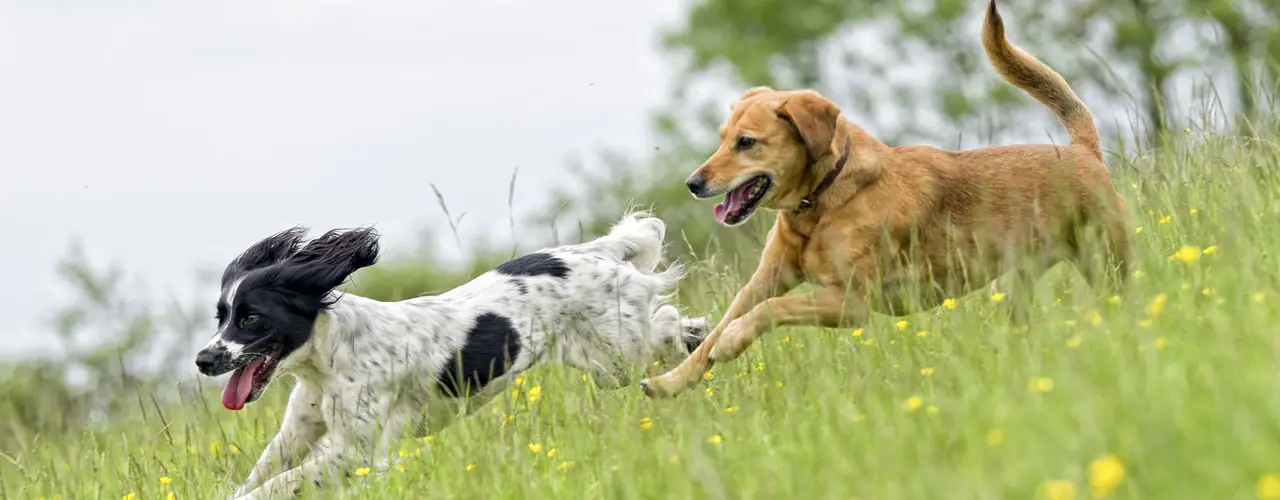 Puppy Socialization