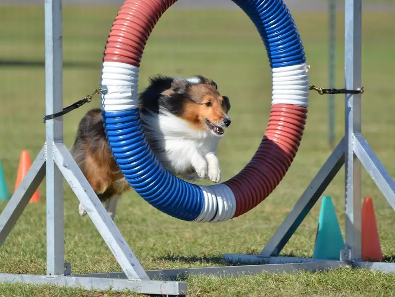 Dog training gallery image 25