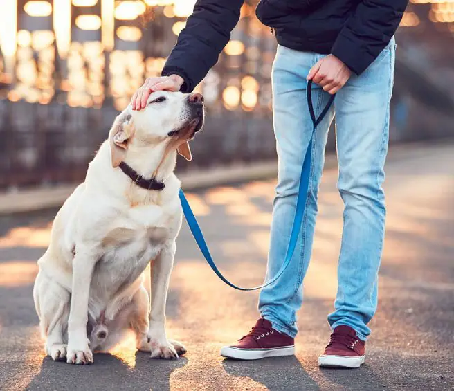 Dog training gallery image 29