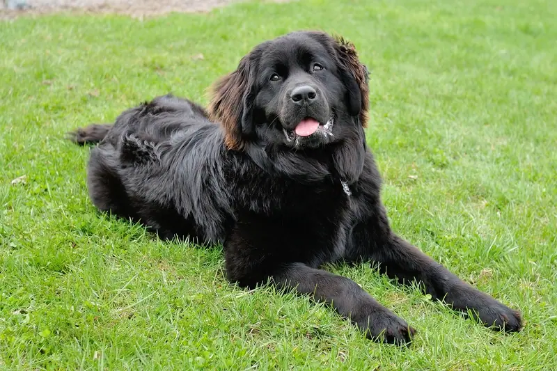 Dog training gallery image 23