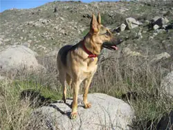 Happy client and trained dog