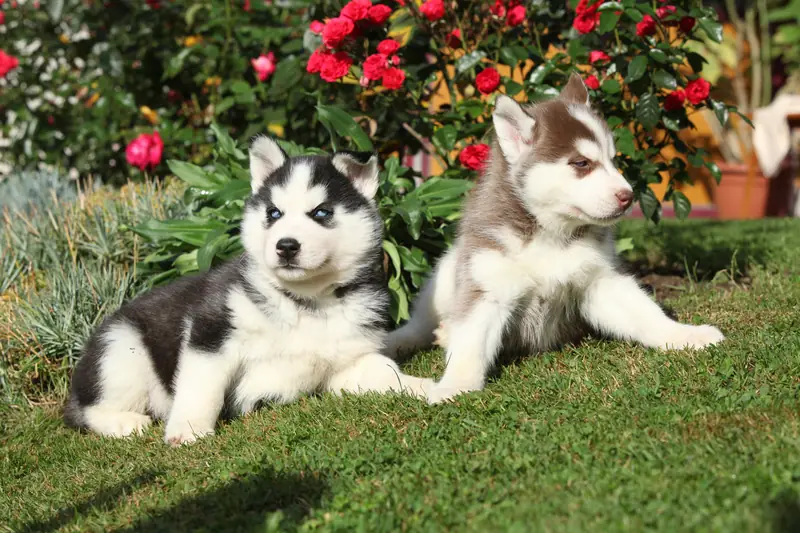 Dog training gallery image 19