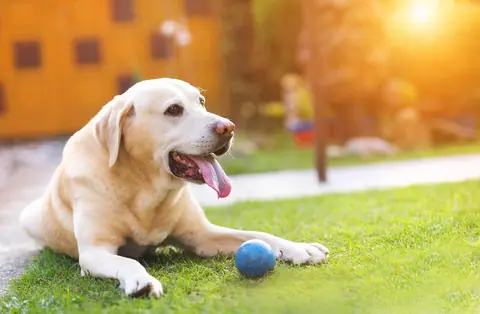 Dog training gallery image 8