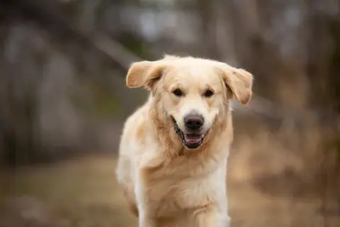 Dog training gallery image 10