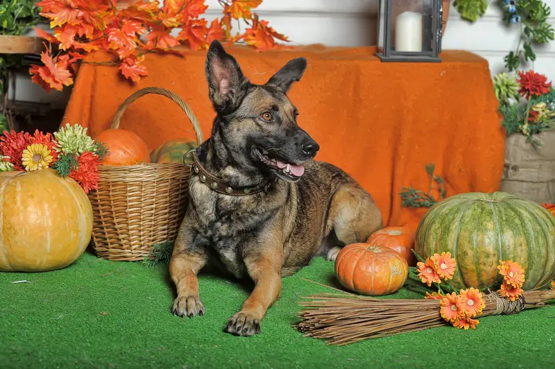 Dog training gallery image 63