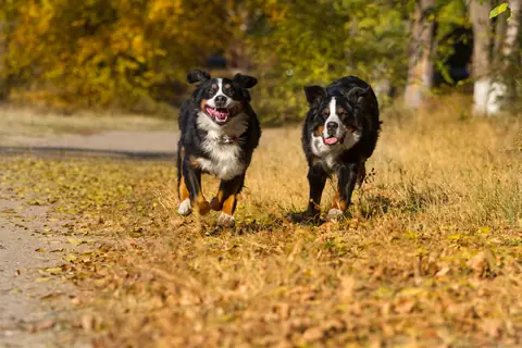 Dog training gallery image 61