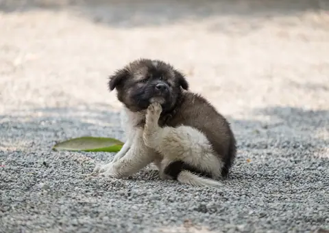 Dog training gallery image 57