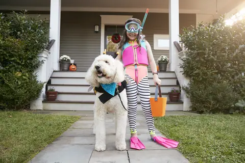Dog training gallery image 18
