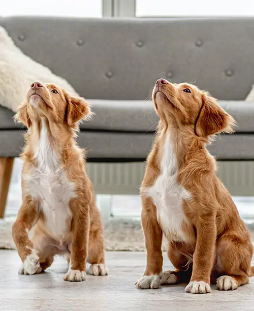 In-Home Lessons dog training