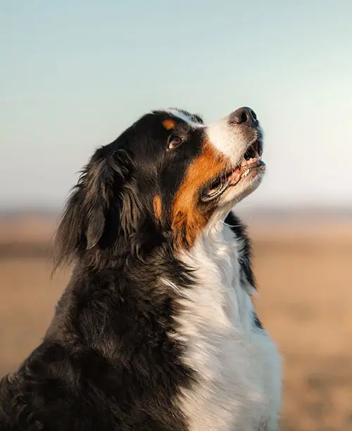 Recently trained dog 2