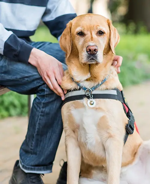 Dog training gallery image 47